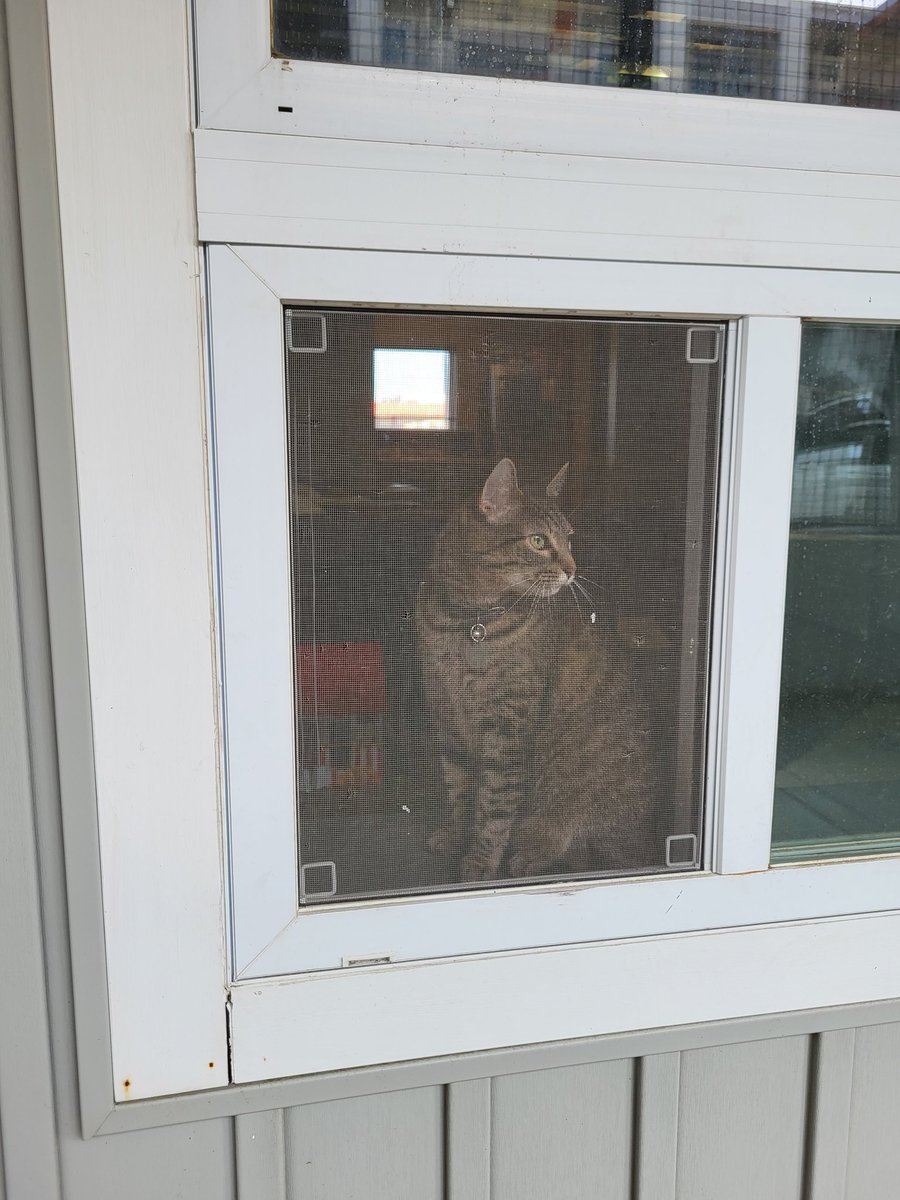 gabbydev01's tweet image. sweet baby girl nala 
(check out her insta @nalathechattycatty)
#movingday #nalathecat