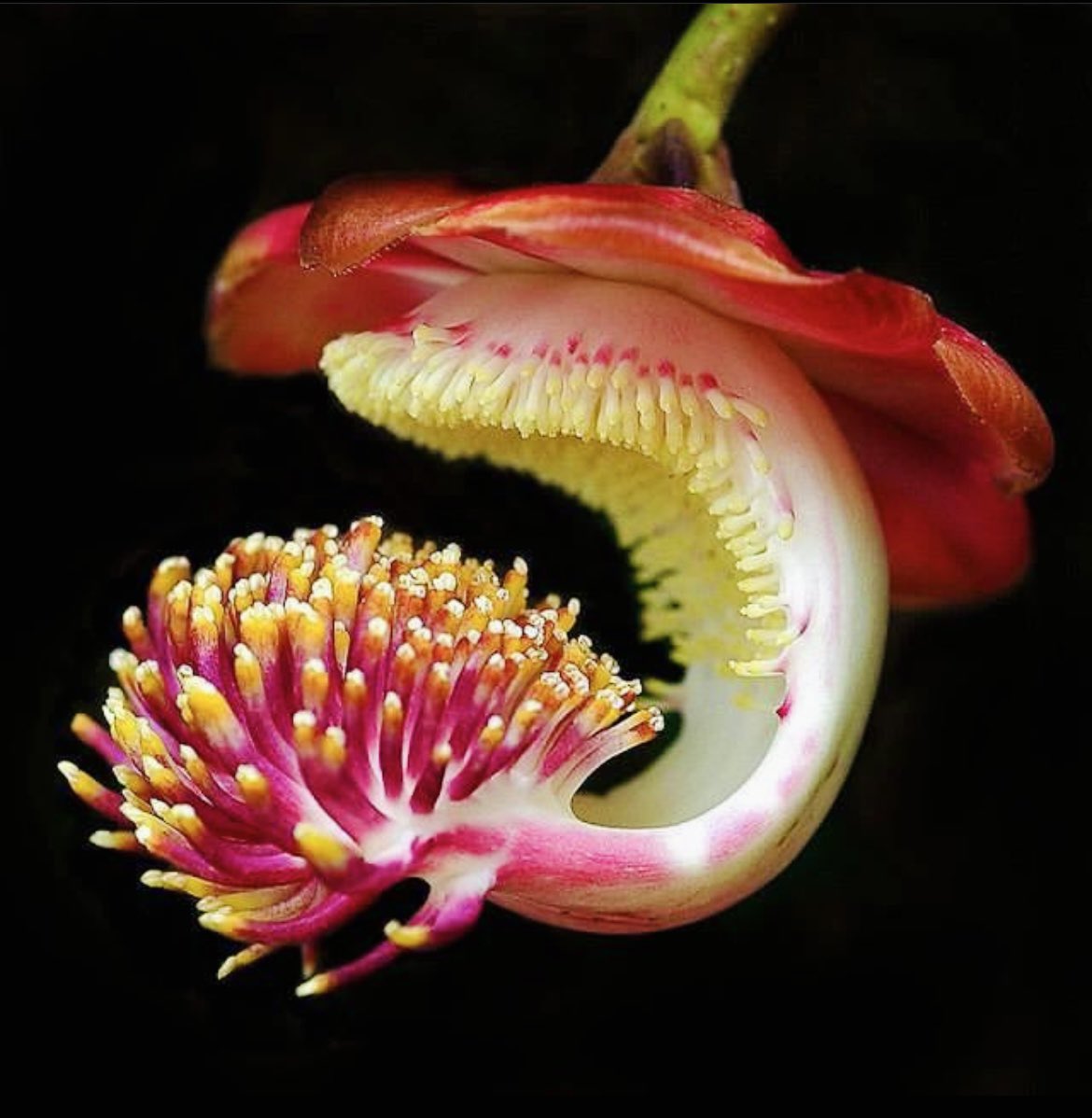 krishnaveechika's tweet photo. Interesting flowers 🤔 #nature #flower #flowerphotography #photography #interesting #variety #rare #unusual #beautiful #magic #lovely #pretty #amazing https://t.co/oBEryJiCPE