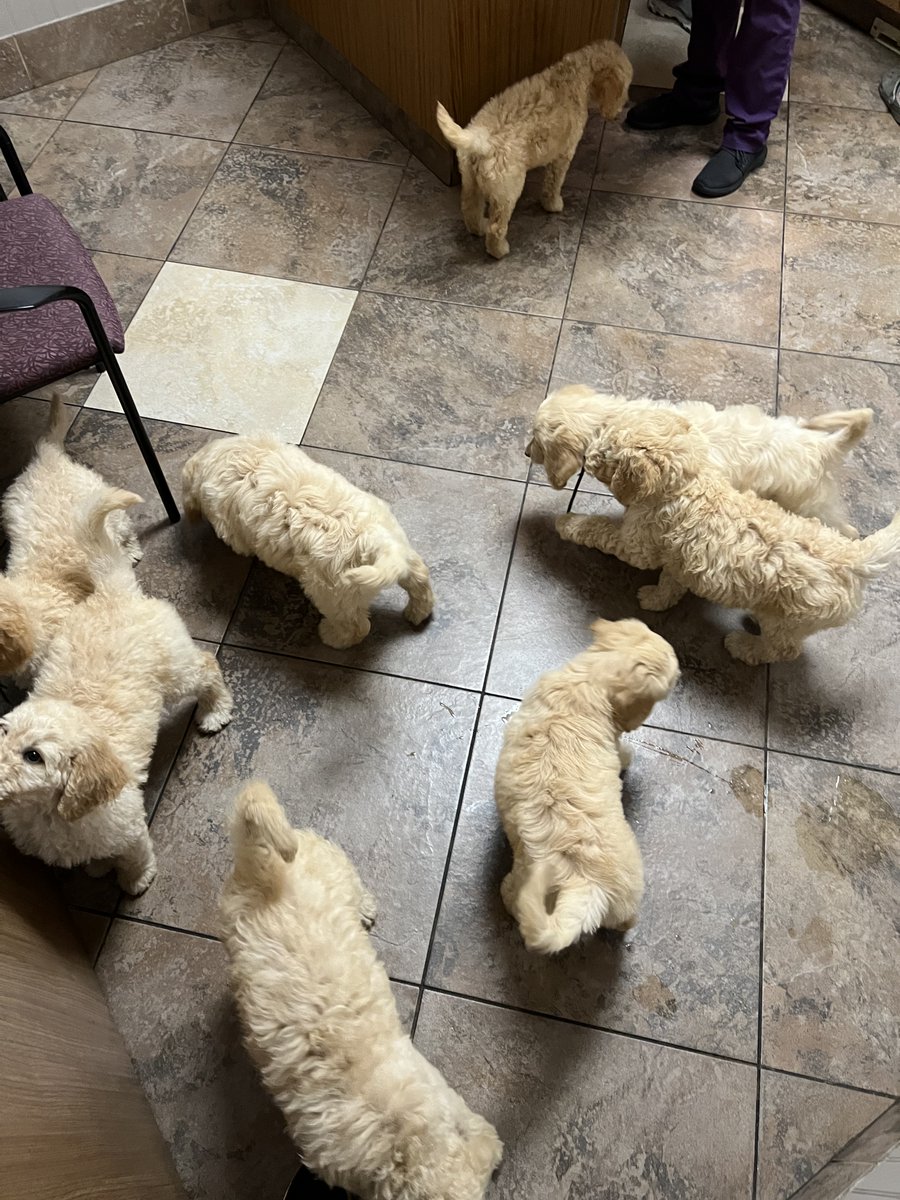 We love a good puppy party! 🐶
