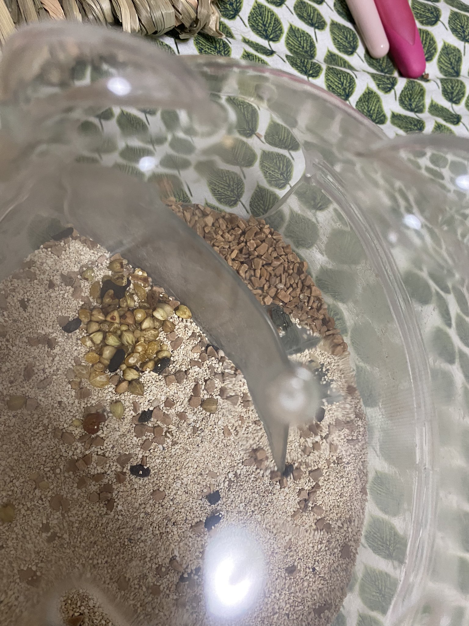 Myshcy Super 梅干しニーサンとトイレ貯蔵 ハムスター ハムスター好きと繋がりたい T Co Hiqda2kesh Twitter