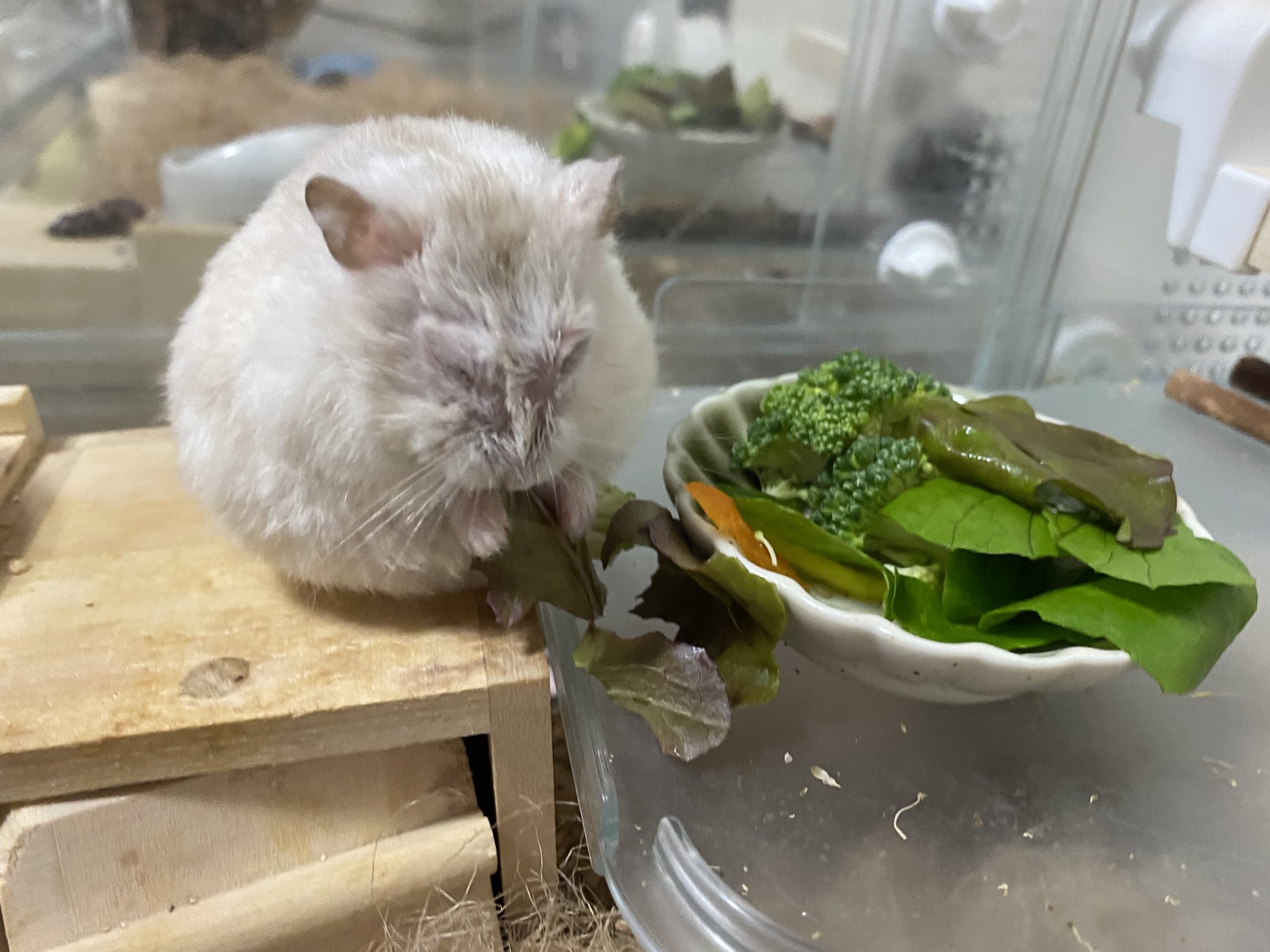 Myshcy Super 梅干しニーサンとトイレ貯蔵 ハムスター ハムスター好きと繋がりたい T Co Hiqda2kesh Twitter Myshcy Super 梅干しニーサンとトイレ貯蔵 ハムスター ハムスター好きと繋がりたい T Co Hiqda2kesh Twitter