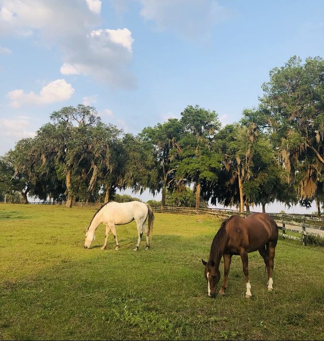 STEADFAST COMPANIONS https://t.co/25vqgxKREr