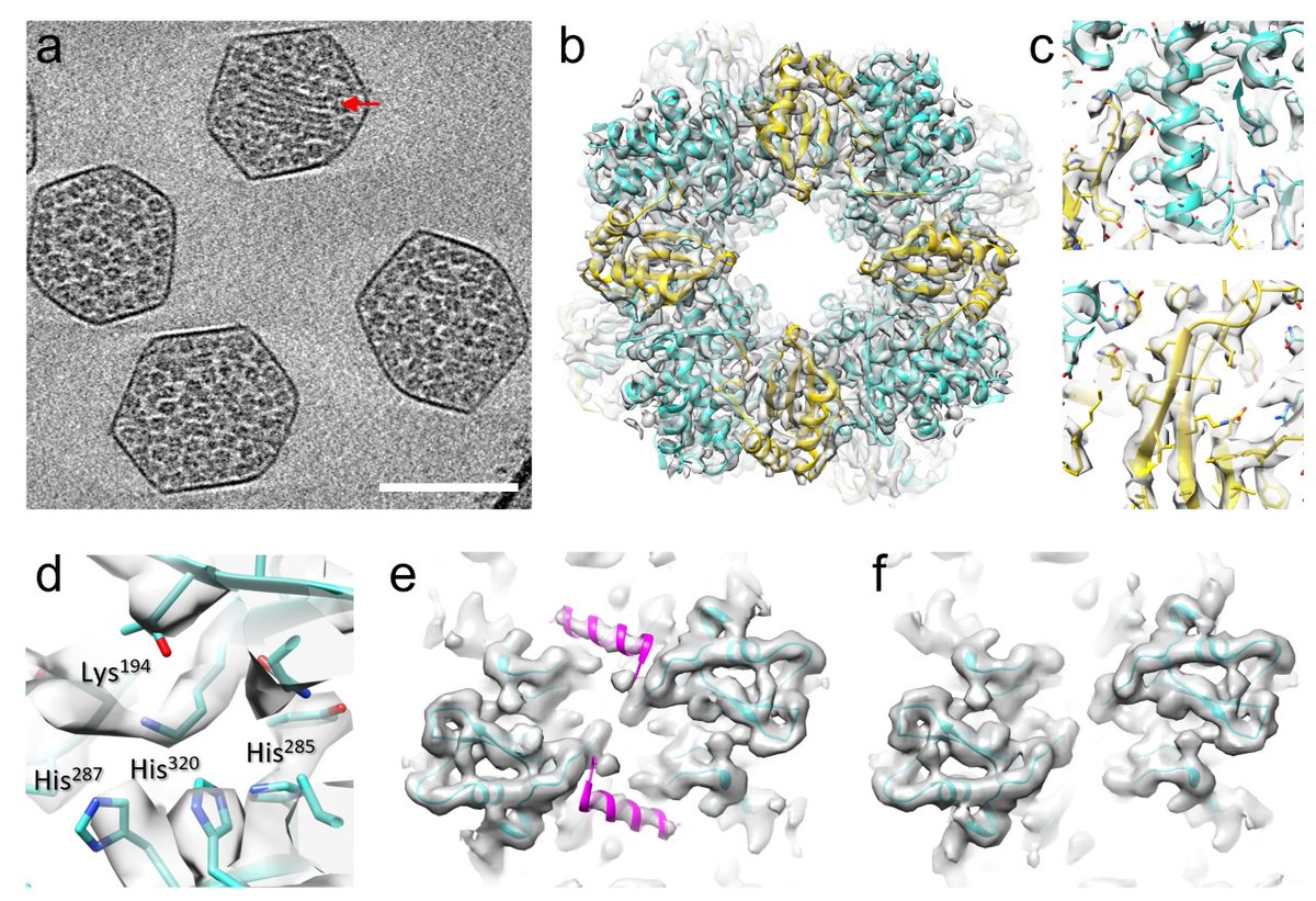 the Peijun Zhang Lab tweet media