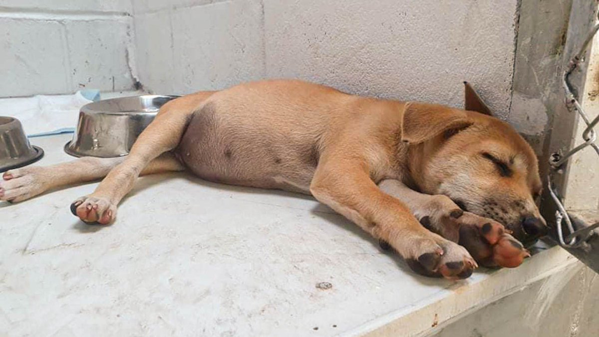 The puppies of Sangkhlaburi “survive” on trash &amp; often die before adulthood. But there is 'good' news: we can HELP these animals. YOU can help them. Click to see how we are helping to save the street #dogs of Thailand with your support: bit.ly/3cCd0e6 
🙏 Retweet