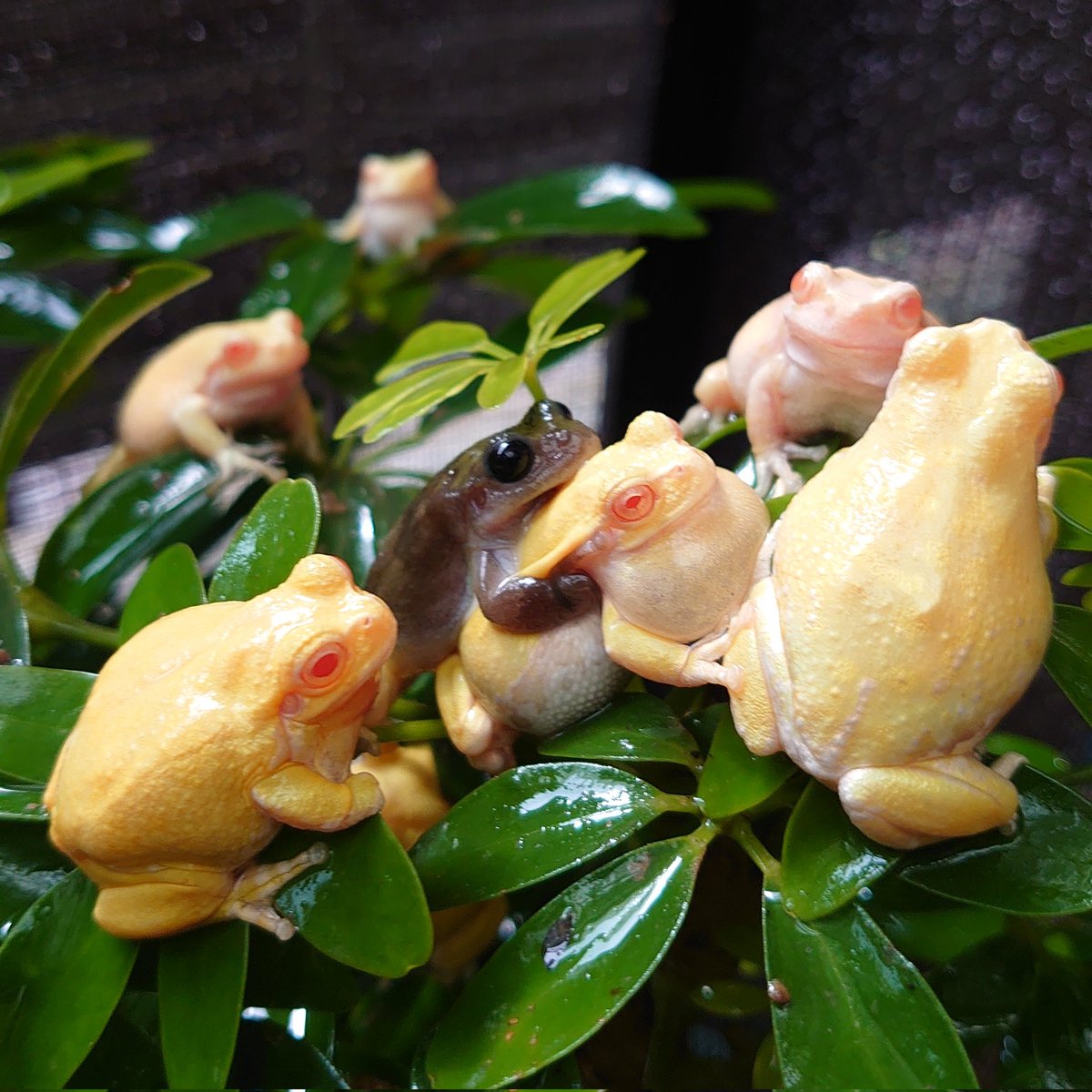 ┌(┌^o^)┐ #アルビノアマガエル #トランスルーセント #Dryophytes