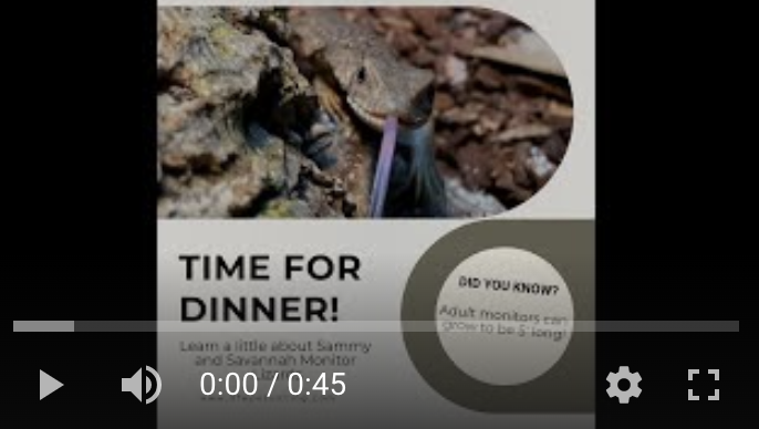 dfwpetsitting's tweet image. Check out our short video about reptiles - we love reptiles at DFW Pet Sitting too!  🦎 wfy.ai/3S3rDrn