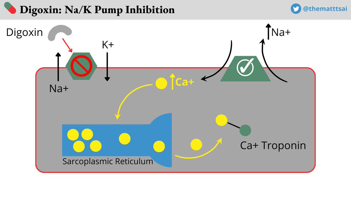 Digitalis Mechanism