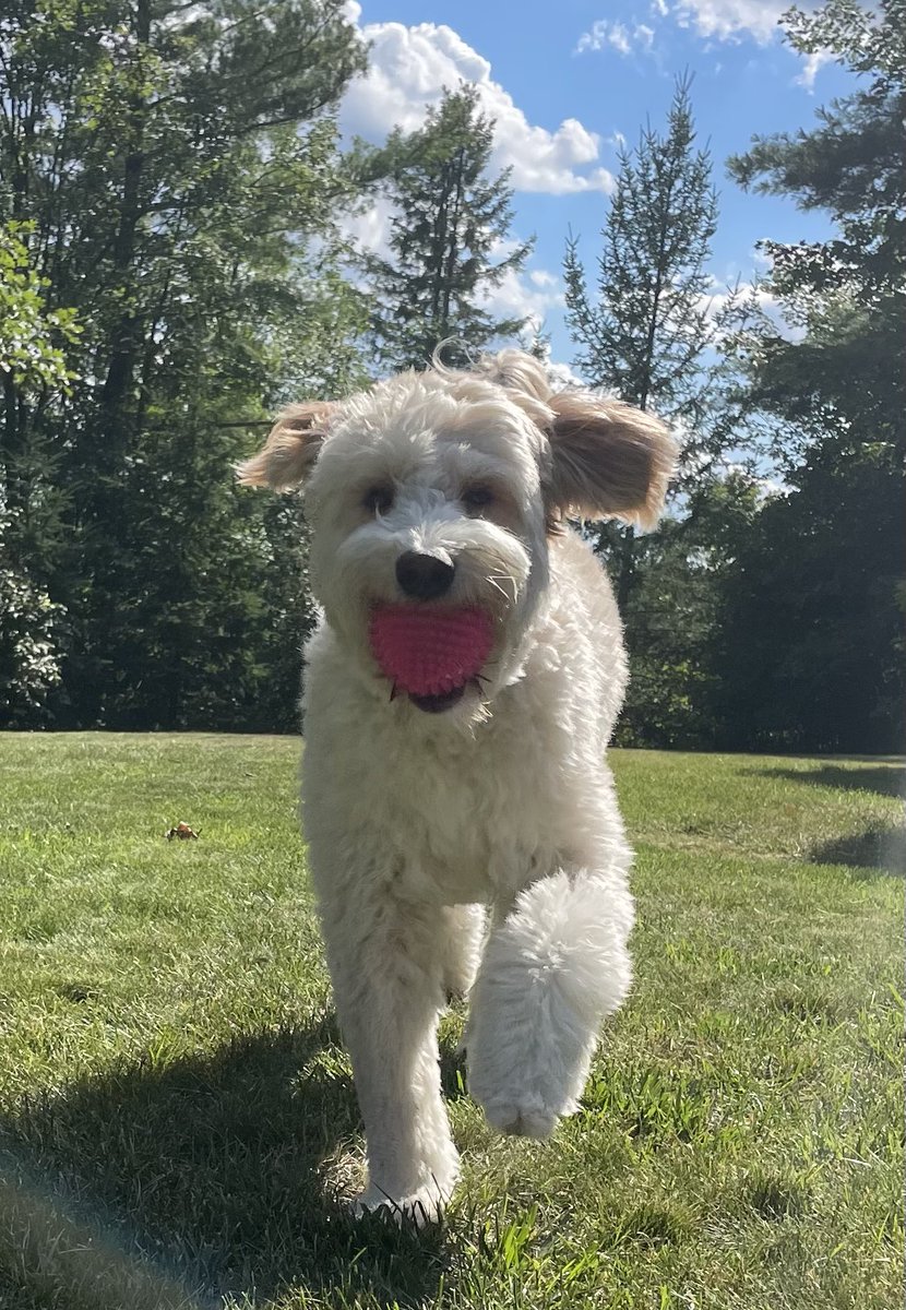 Happy #ThrowbackThursday !! This photo is from yesterday afternoon when I was having fun in the sun! Have a pawsome day!! 🐾💗 #dogsoftwitter #doodlesoftwitter