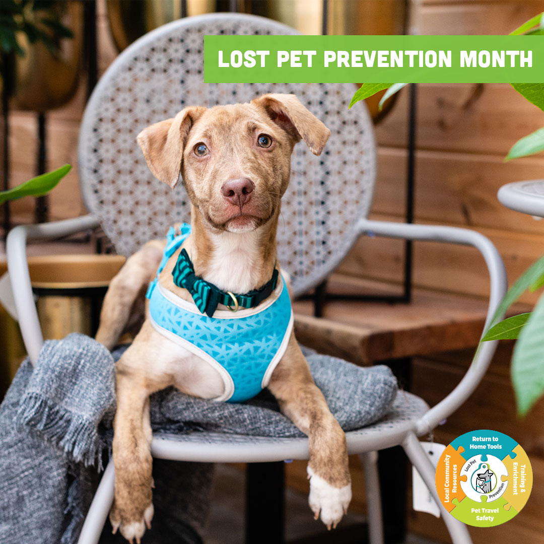 July is Lost Pet Prevention Month🐾Here at Stashios, pets are our family. We want to help pet parents keep their pets home and safe! Learn safety tips and tricks ->  stashiospet.com/lost-pet-preve… <a href="/PetHub/">PetHub</a> #LPPM #LPPM2022 #LostPetPreventionMonth #LostPetPrevention #PetHubPartner