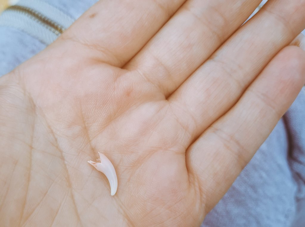 When your fur baby loses her tooth ,awww getting big girl , #biggirlbully <a href="/CountryRoadDogs/">Country Road Dogs</a>  xx