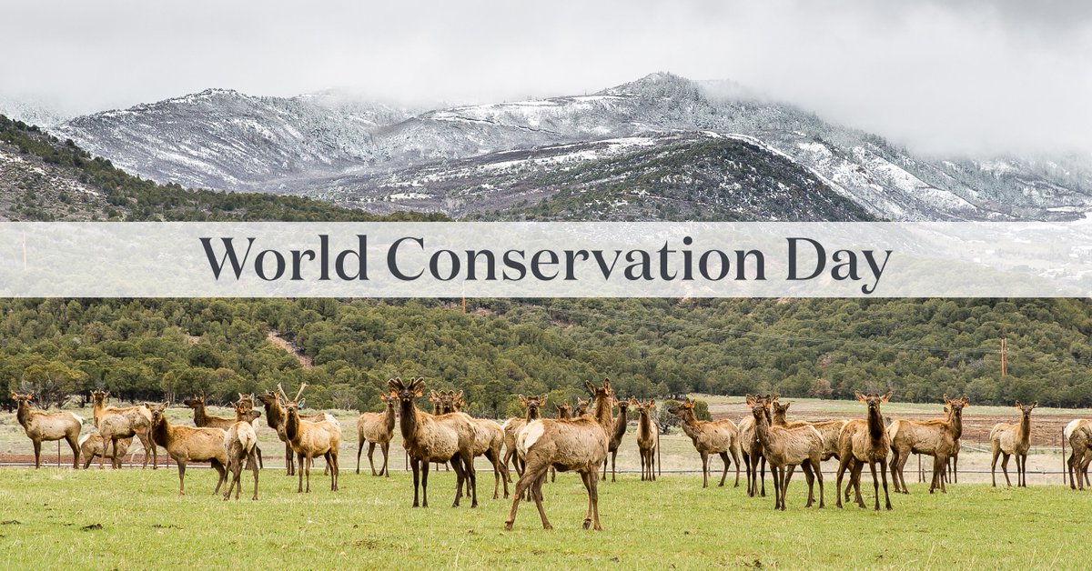 Young Living's conservation efforts serve to bring meaningful and lasting change in the natural environment. These include initiatives like protecting wild habitats, enhancing biodiversity, and implementing sustainable energy sources that work with nature, not against it.