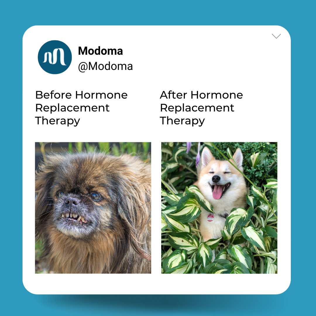 ModomaWellness's tweet photo. It's hard to feel your best when you're constantly dealing with the symptoms of hormone imbalance.

Modoma offers hormone replacement therapy, which can help you feel like yourself again. With our help, you can finally get your life back on track.

https://t.co/NUCGnSBQJv"

#hrt https://t.co/F3izpSLt1r