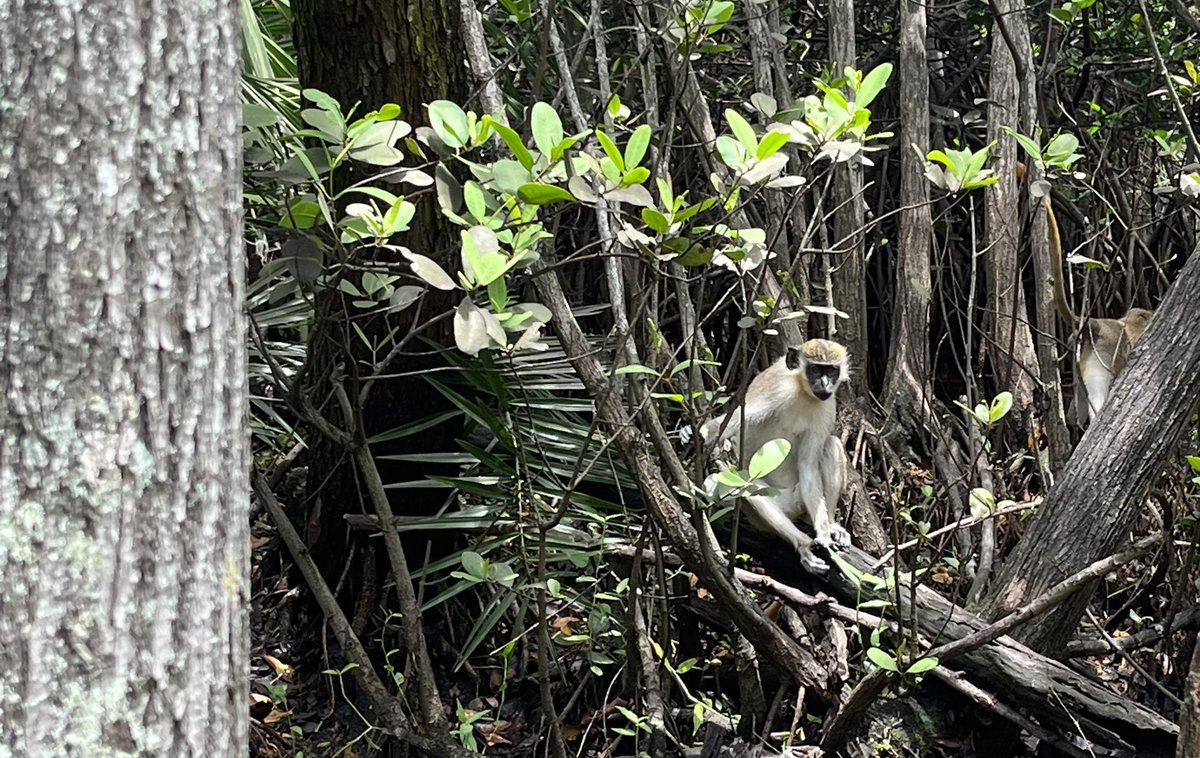 AaronM0594's tweet photo. Can’t come to Florida without seeing my monkeys 🐵🐵❤️ @DBVervet https://t.co/nbQ3moAIi1