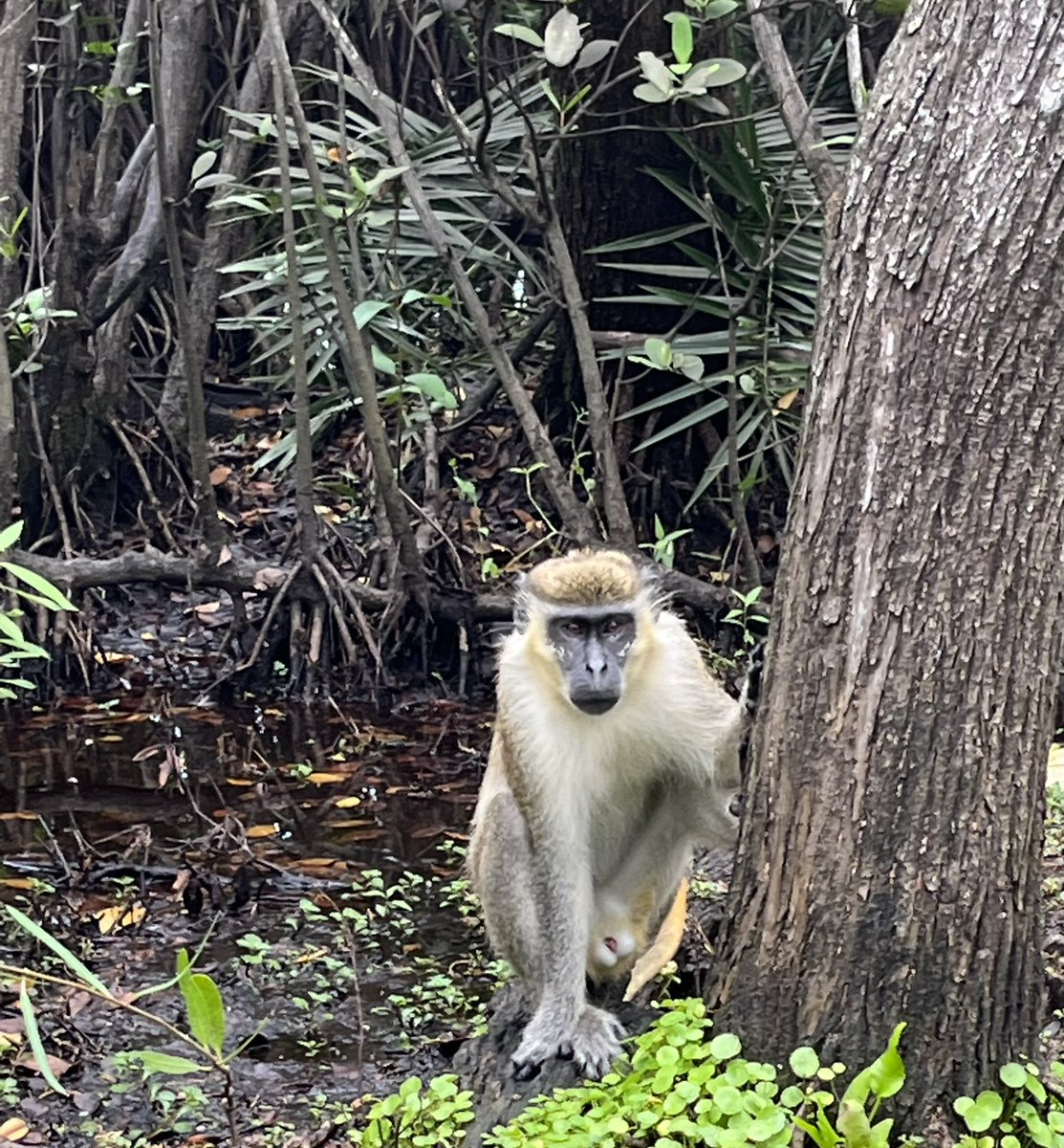 AaronM0594's tweet photo. Can’t come to Florida without seeing my monkeys 🐵🐵❤️ @DBVervet https://t.co/nbQ3moAIi1