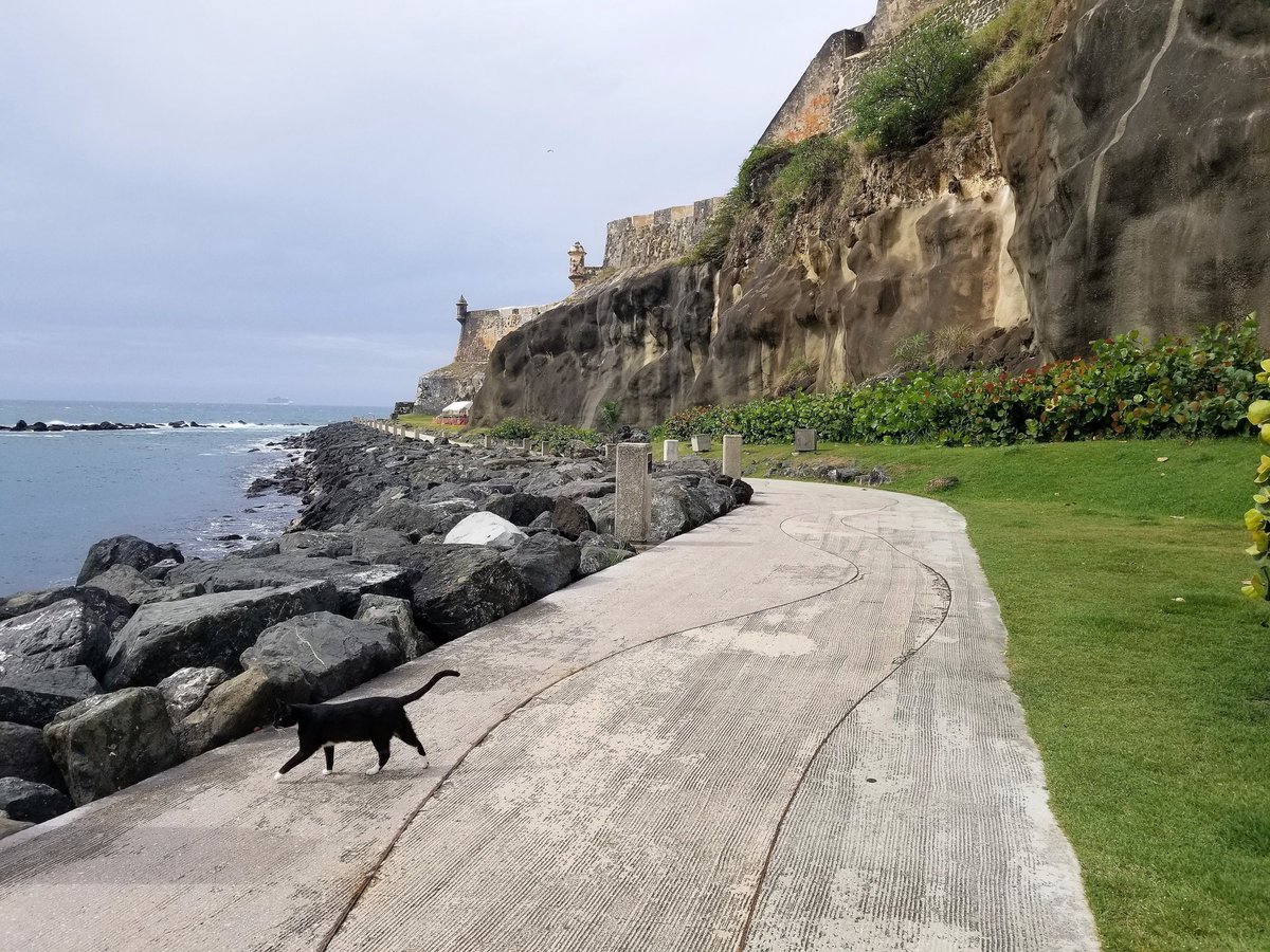 WhatsPawsitive's tweet photo. The latest post #whatspawsitive takes you to #sanjuan #puertorico.  Meet the #catsofoldsanjuan @saveagatopr https://t.co/5PAKgznQKo https://t.co/MiJ5haNDic