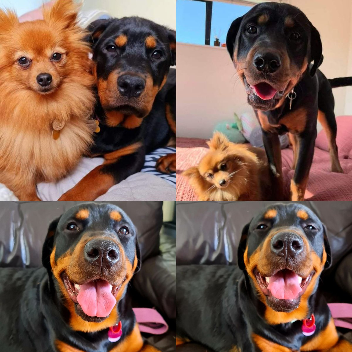 foxy_thefluff❤lexie_the_rottie tweet media