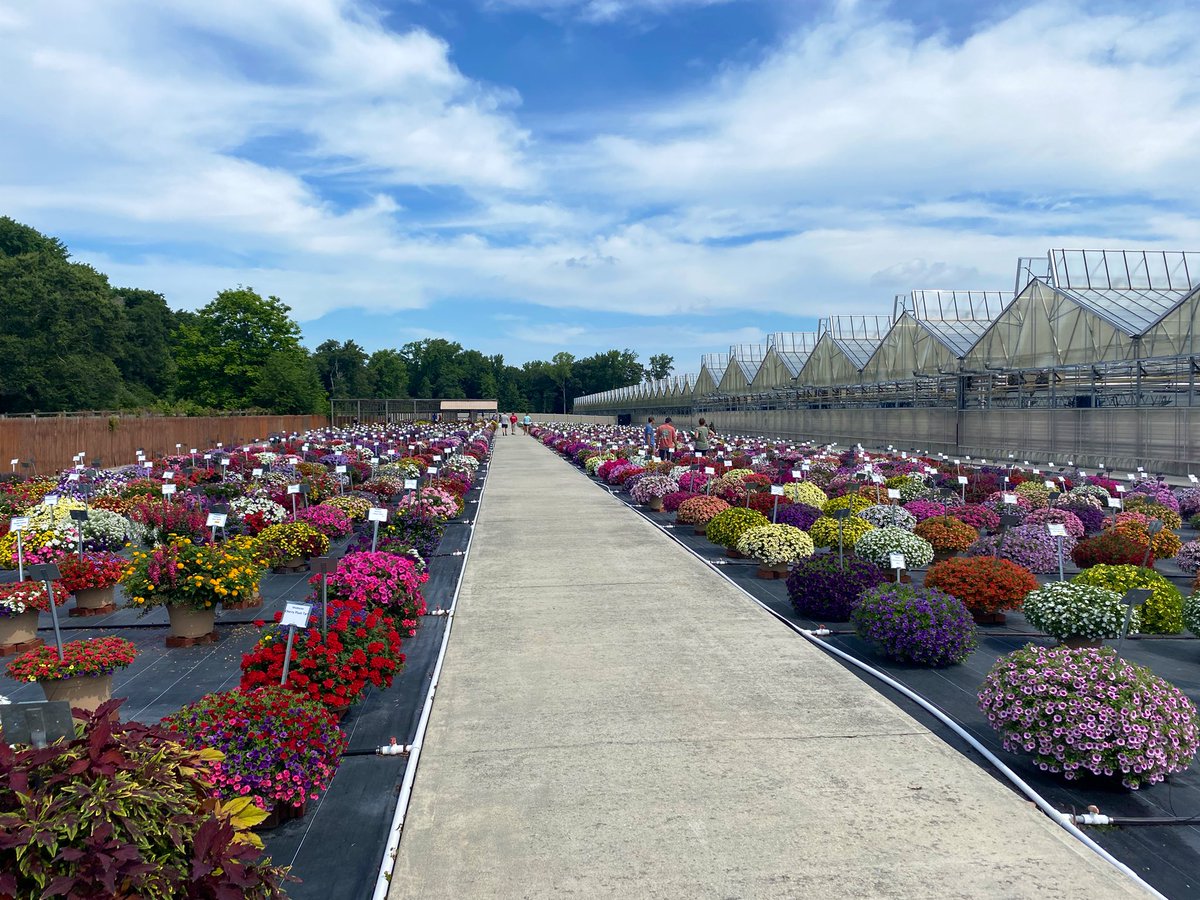 NickJSAdams's tweet image. Impressive display of color and variety today. Lucas does it right. Great event and hospitality. #lucastrials @LGreenhouses