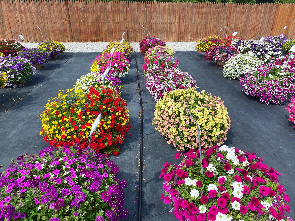 NickJSAdams's tweet image. Impressive display of color and variety today. Lucas does it right. Great event and hospitality. #lucastrials @LGreenhouses