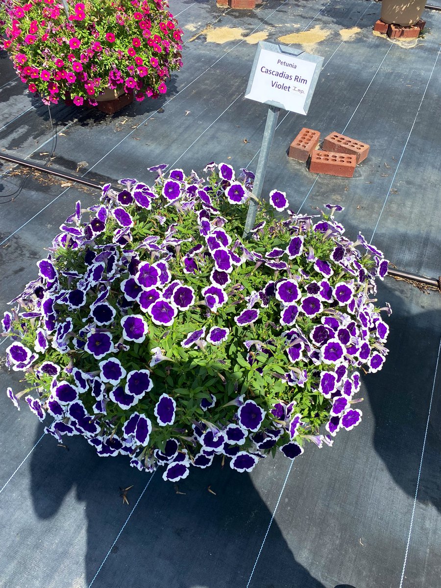 NickJSAdams's tweet image. Impressive display of color and variety today. Lucas does it right. Great event and hospitality. #lucastrials @LGreenhouses