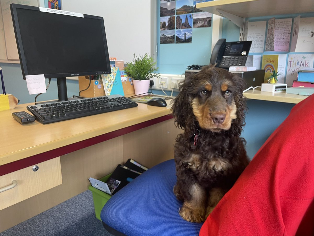 Obi back visiting his pals <a href="/partners_DHS/">Partners Drumchapel</a> &amp; <a href="/DhsOffice/">DHSSchoolOffice</a>. And claiming his mammy’s desk 🤓