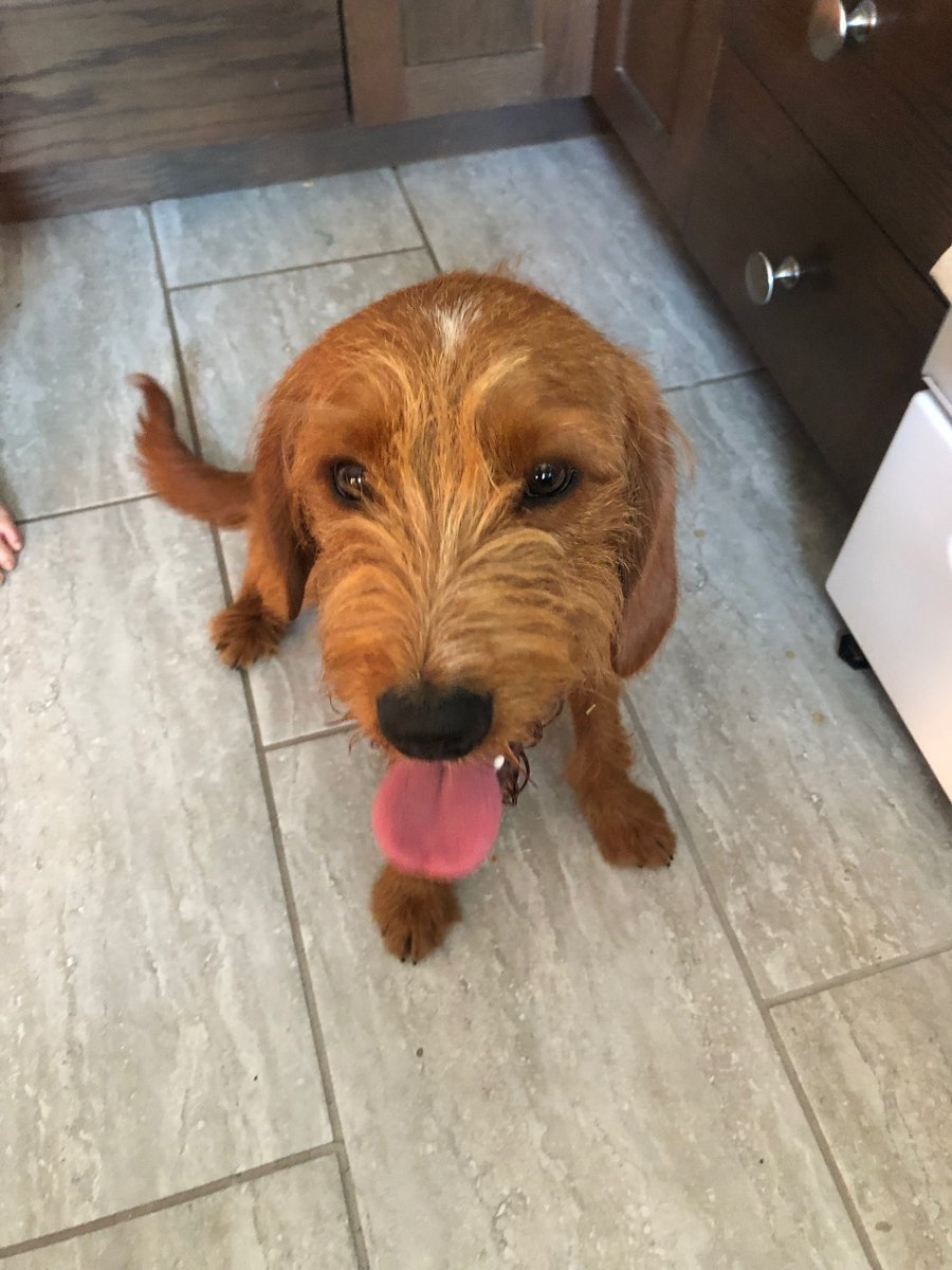 Anyone missing this fella?  He has a faded blue collar on him and a perimeter collar....not chipped and no tag.  If he is yours or know who he belongs to, please contact 780-518-7425.