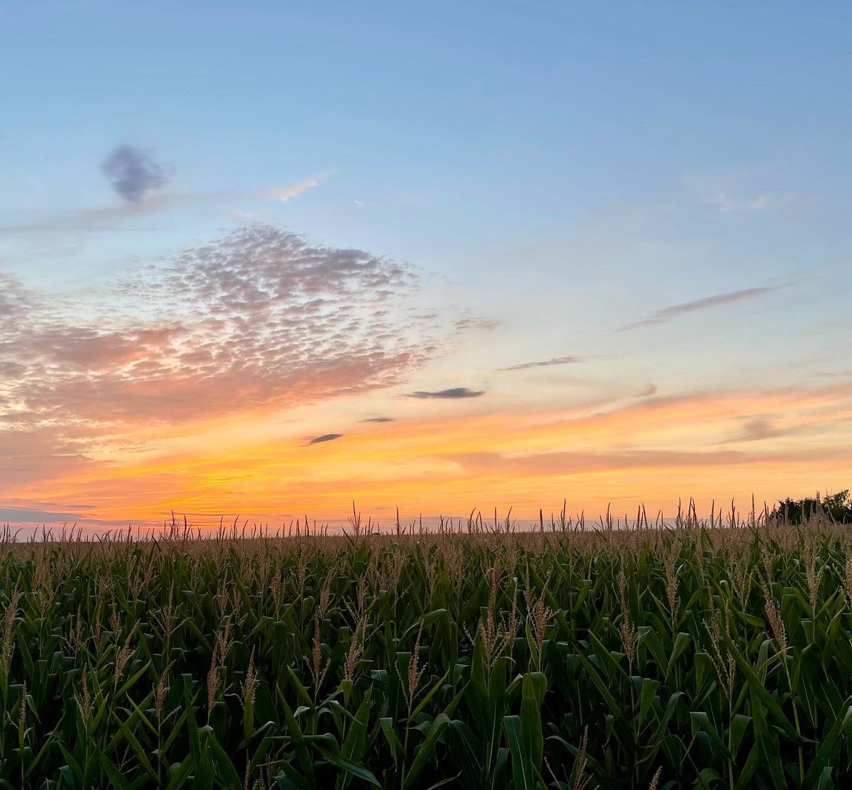 Evenims walks as da sun goes down over da corn 🌅🐾🌾 #frenchfrance