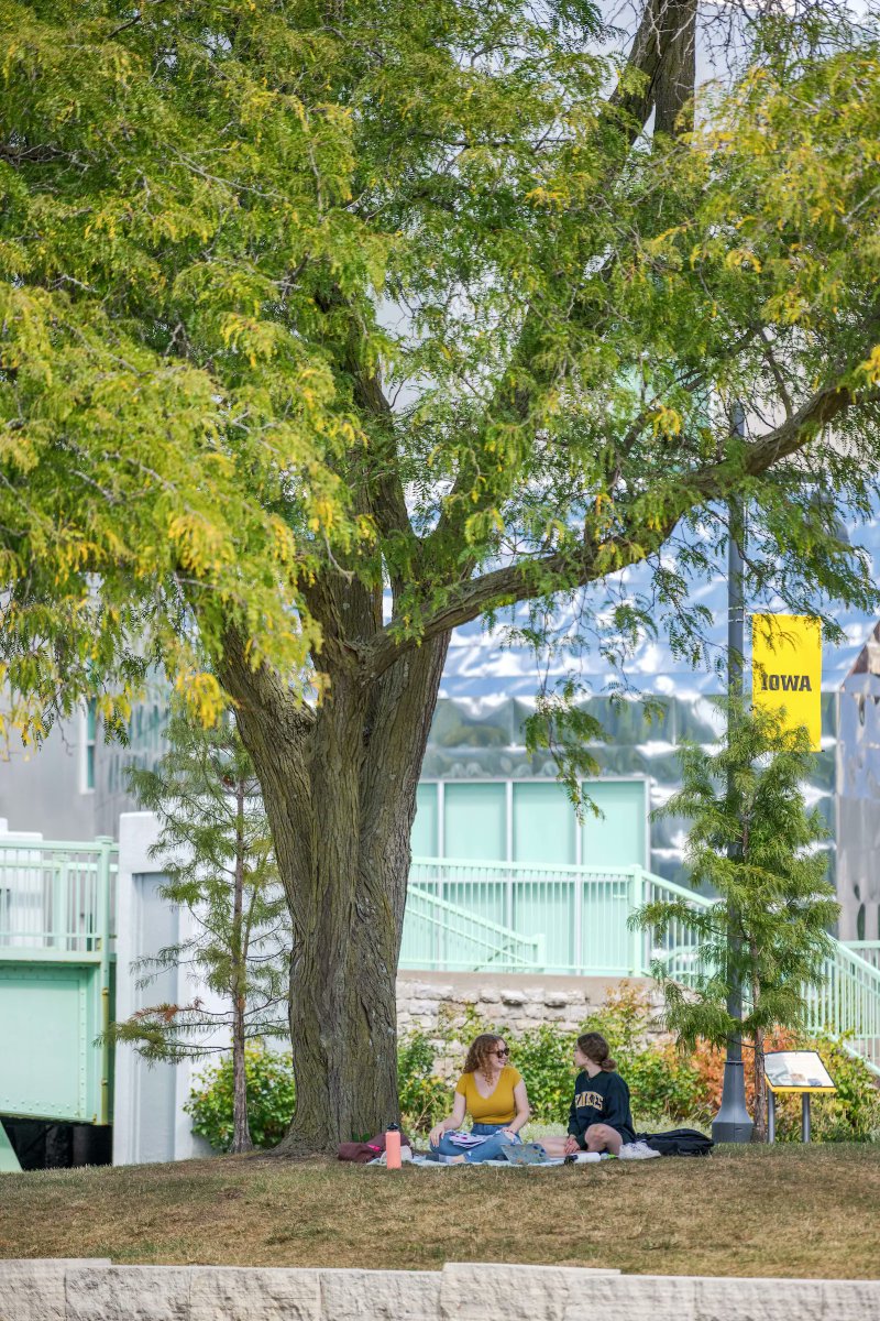 Sunny days need shady trees! 🖤🌳💛