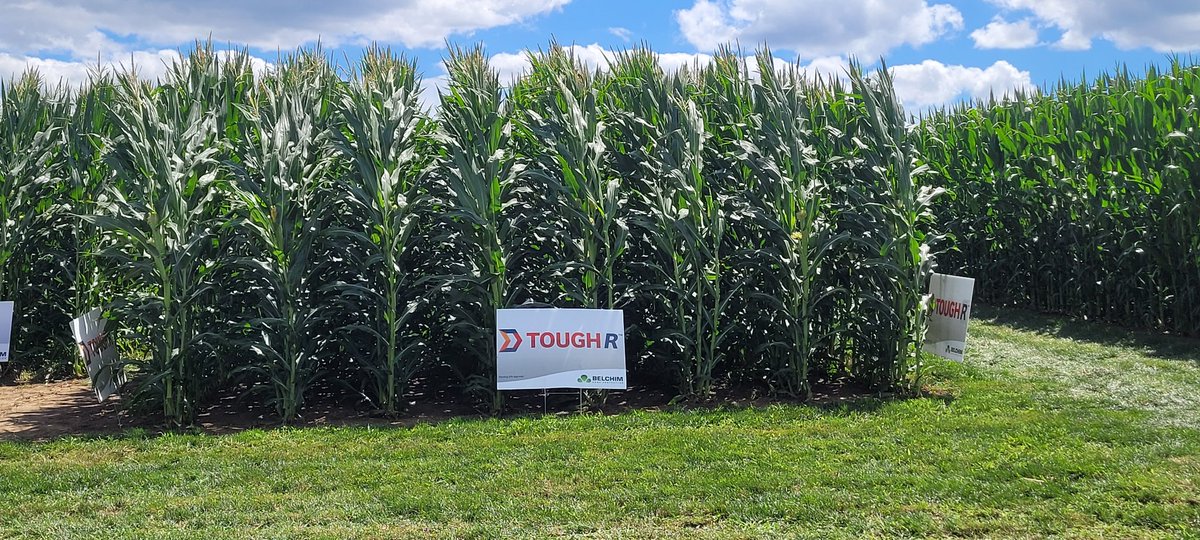 PrecisionAgMatt's tweet image. Spent the day with the TOUGH Guys!  Be watching for information from Belchim on new weed control options.