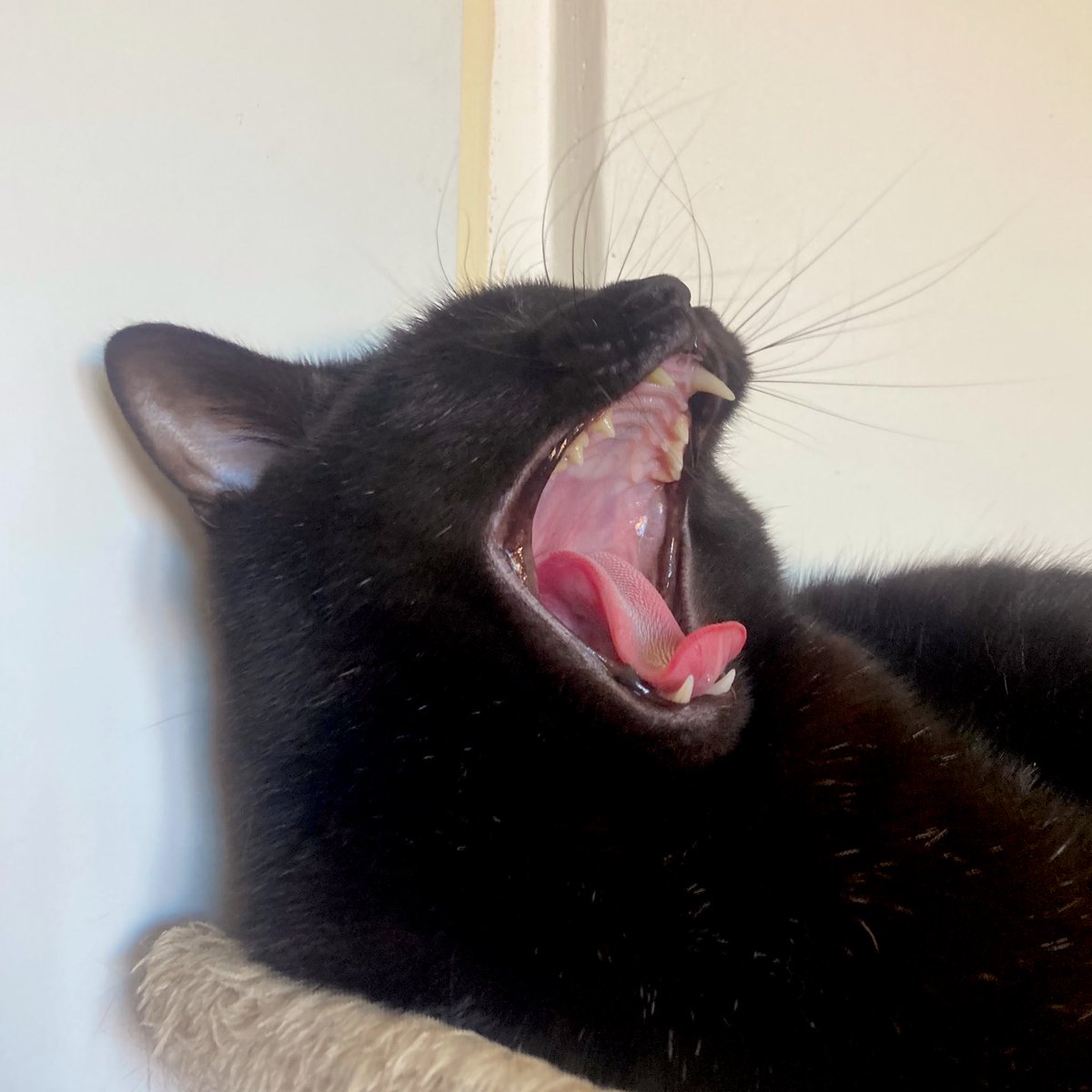 YawningDemons's tweet image. “Mamaaaaaa, oooooooh…”
– Sirius “Fat” Black
PS: Note the whiskers!