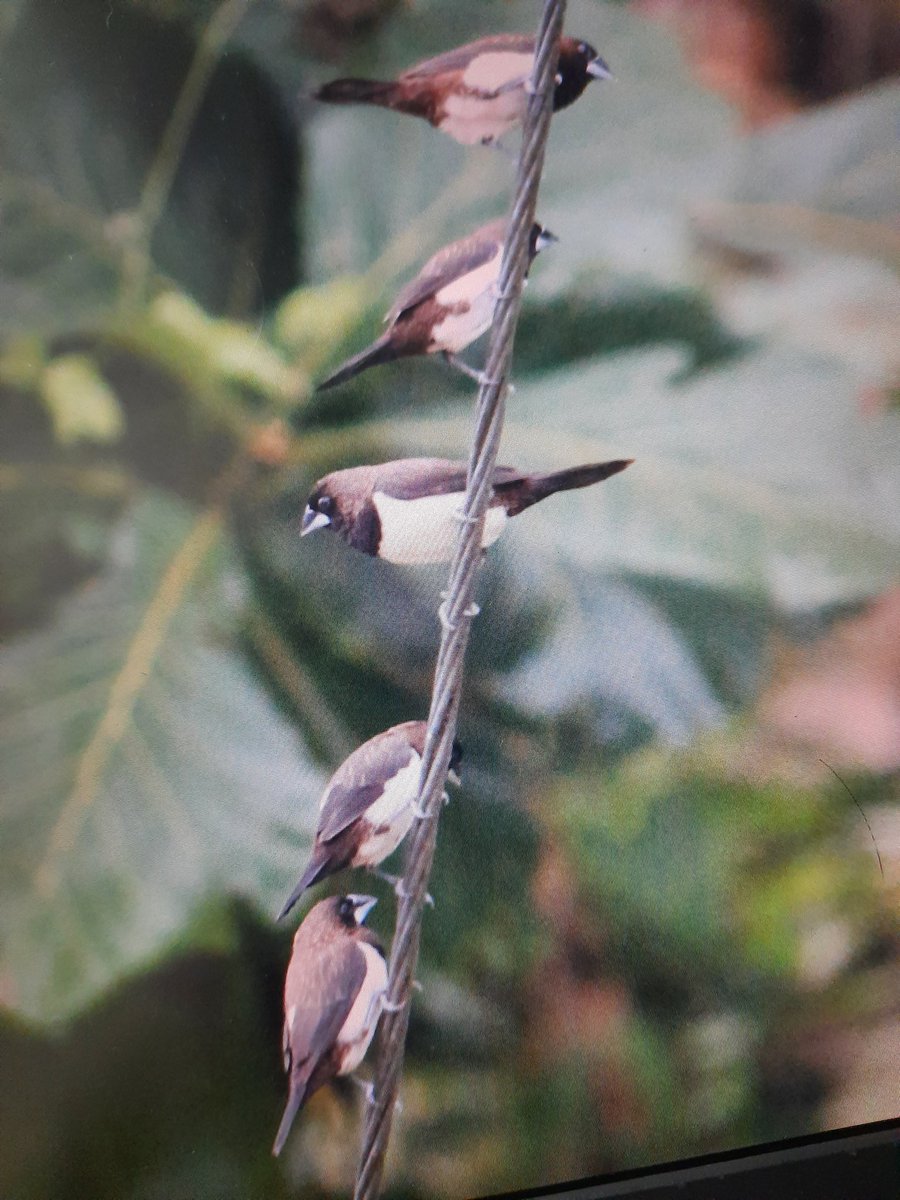 DineshMakuny's tweet photo. The whiterumped Munias {Lonchura Striata}are a distressed lot with their rice fields submerged by the cloudbursts.
Would the homopuppies ever react to the perils ahead,they cry out in unison
#ClimateEmergency
#ClimateAction
#GlobalWarming
#birdphotography
#birdsofkerala https://t.co/GuyqNiZUS3