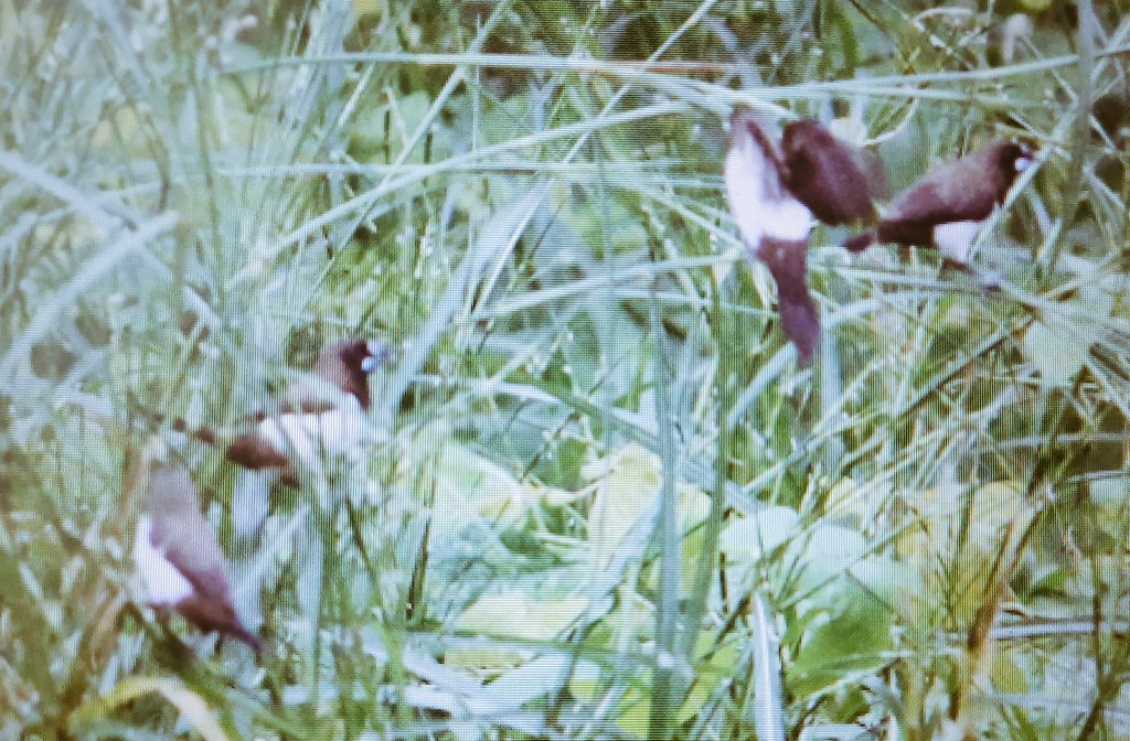 DineshMakuny's tweet photo. The whiterumped Munias {Lonchura Striata}are a distressed lot with their rice fields submerged by the cloudbursts.
Would the homopuppies ever react to the perils ahead,they cry out in unison
#ClimateEmergency
#ClimateAction
#GlobalWarming
#birdphotography
#birdsofkerala https://t.co/GuyqNiZUS3