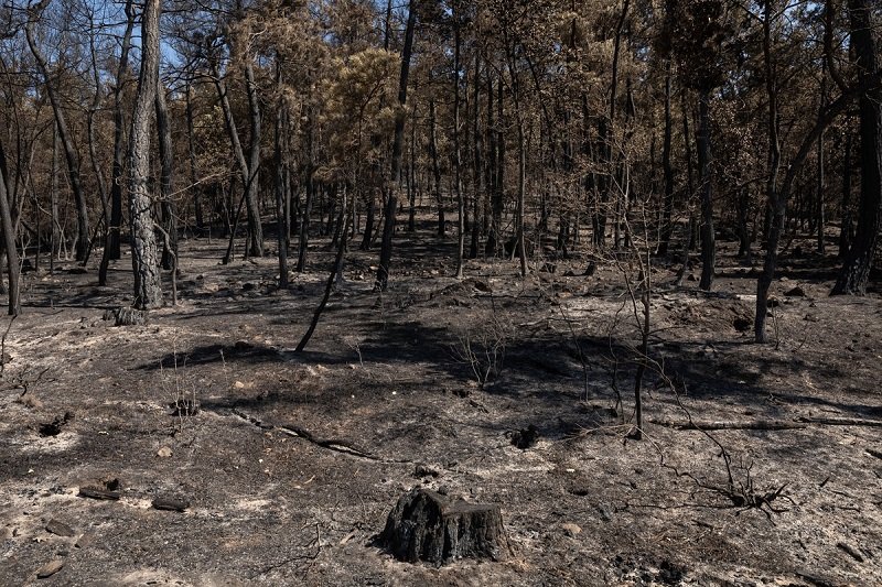 Δαδιά, η υπερβολή της περιοχής Natura, κατά Βαρτζόπουλο.
Ξεφτιλισμένοι.