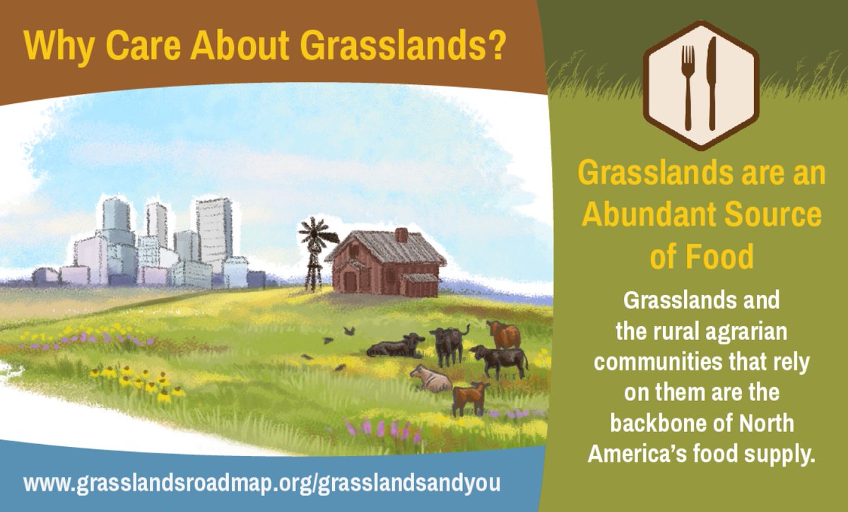 Why care about our disappearing grasslands? They provide so much of the food we eat! #grasslandsandyou #grasslands  #saveourgrasslands #grasslandbenefits #grasslandsforever #exploregrasslands #conservegrasslands #prairie #rangelands #actforgrasslands