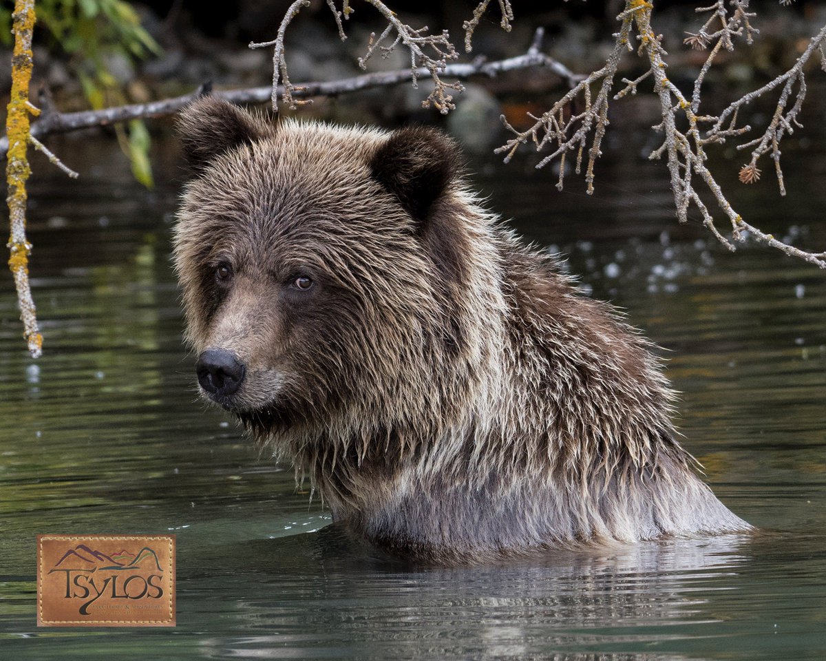 On #WorldNatureConservationDay, and every day, we’re looking to you 👀 to do your part to ensure habitats are preserved and wildlife is protected.
🐻
#DoMoreForWildlife
📸 🎣 🐎
#flyfishing #catchandrelease #grizzlybearphotography #wildlifephotography #grizzlybears
