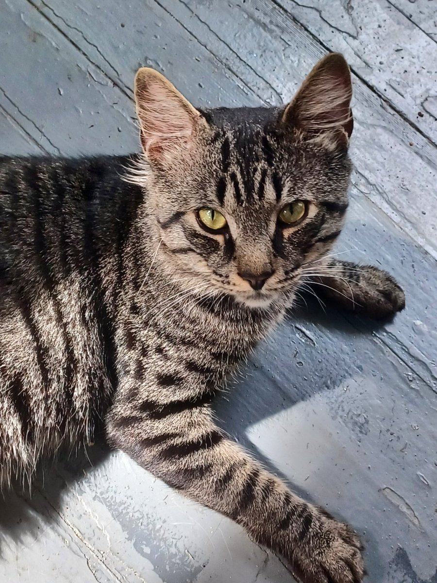 Kayy_716's tweet photo. Artemis is so photogenic. Oh yeah, we're in the process of taking this guy in. #straytostay #rescuecat #headoptedus https://t.co/kYvDJh8jDd