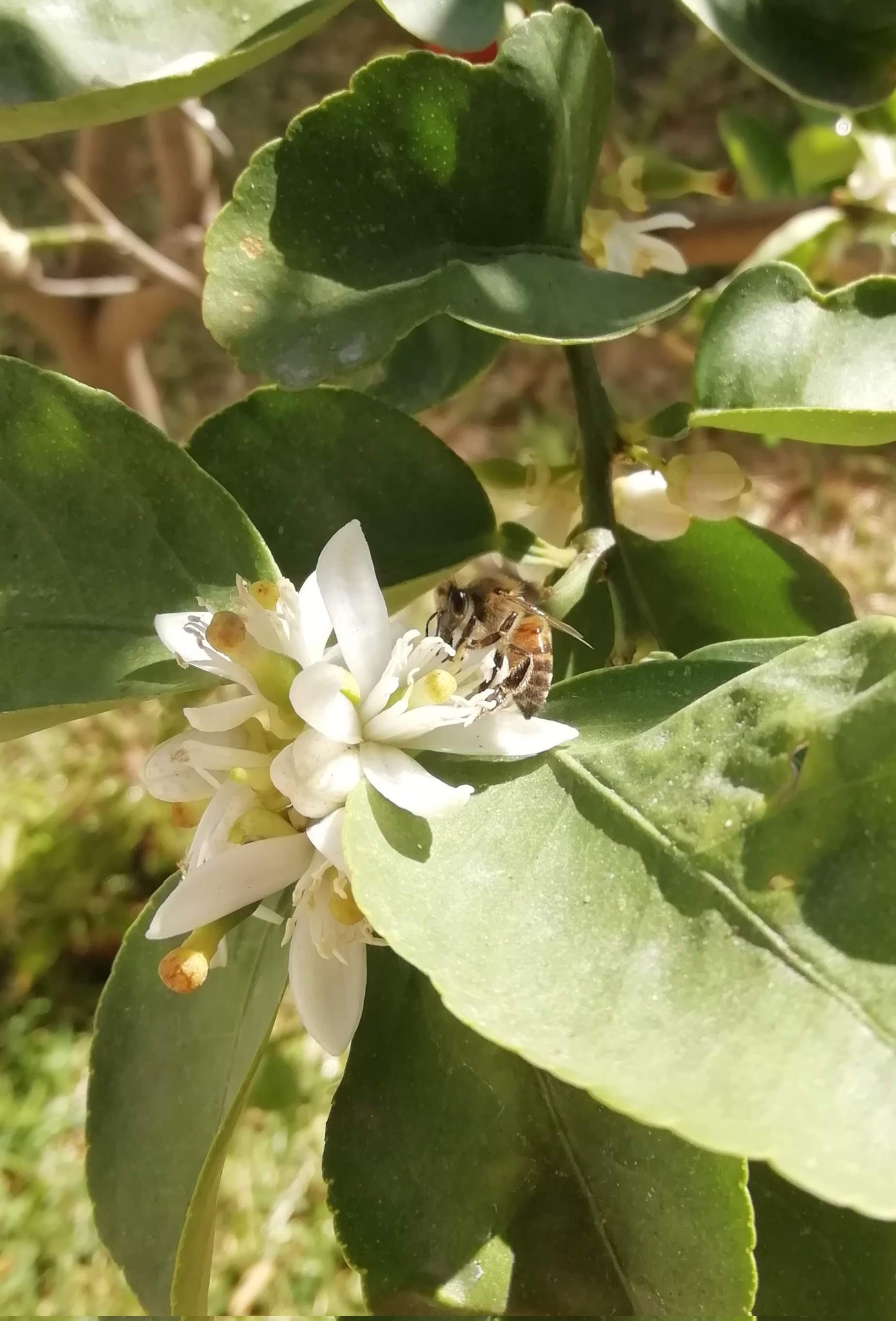 DailyLifePics on Twitter "Bees on lime tree's flowers February 19