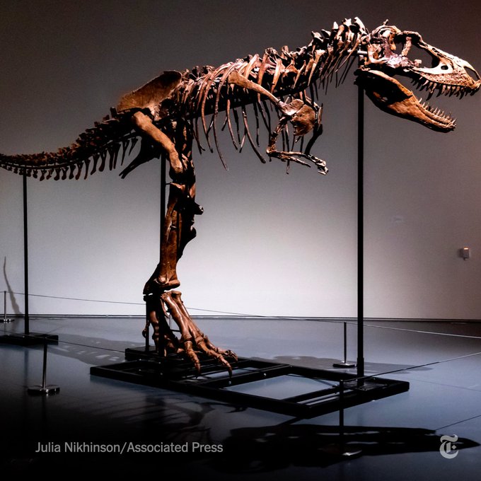 The skeleton of a Gorgosaurus is seen perched on a stand in an exhibit room. Photo by Julia Nikhinson.