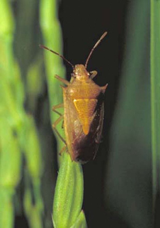 Jarrod Hardke (@jhardke) on Twitter photo Section 18 Approved for Endigo ZC Use on Rice Stink Bug
arkansascrops.uada.edu/posts/crops/ri…
Big thanks to our <a href="/AginArk/">UA System Div of Ag</a> entomologists <a href="/NickBateman/">Nick</a> <a href="/thrashnbugs/">Ben Thrash</a> @gstreergstudeb1 and the folks at @ARDeptofAgricul for helping get this done for Arkansas rice growers.
#ARrice Section 18 Approved for Endigo ZC Use on Rice Stink Bug
arkansascrops.uada.edu/posts/crops/ri…
Big thanks to our <a href="/AginArk/">UA System Div of Ag</a> entomologists <a href="/NickBateman/">Nick</a> <a href="/thrashnbugs/">Ben Thrash</a> @gstreergstudeb1 and the folks at @ARDeptofAgricul for helping get this done for Arkansas rice growers.
#ARrice