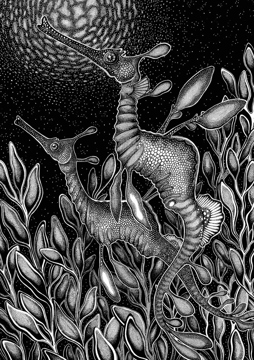jessi_eggers's tweet photo. The common weedy seadragon belongs to the family Sygnathidae and is endemic to the seagrass meadows and seaweed forests of the southern Australian coast. #marinebiology #sciart #scicomm #sciencecommunication #fishart #ichthyology #australianfish https://t.co/OdnzP5313c