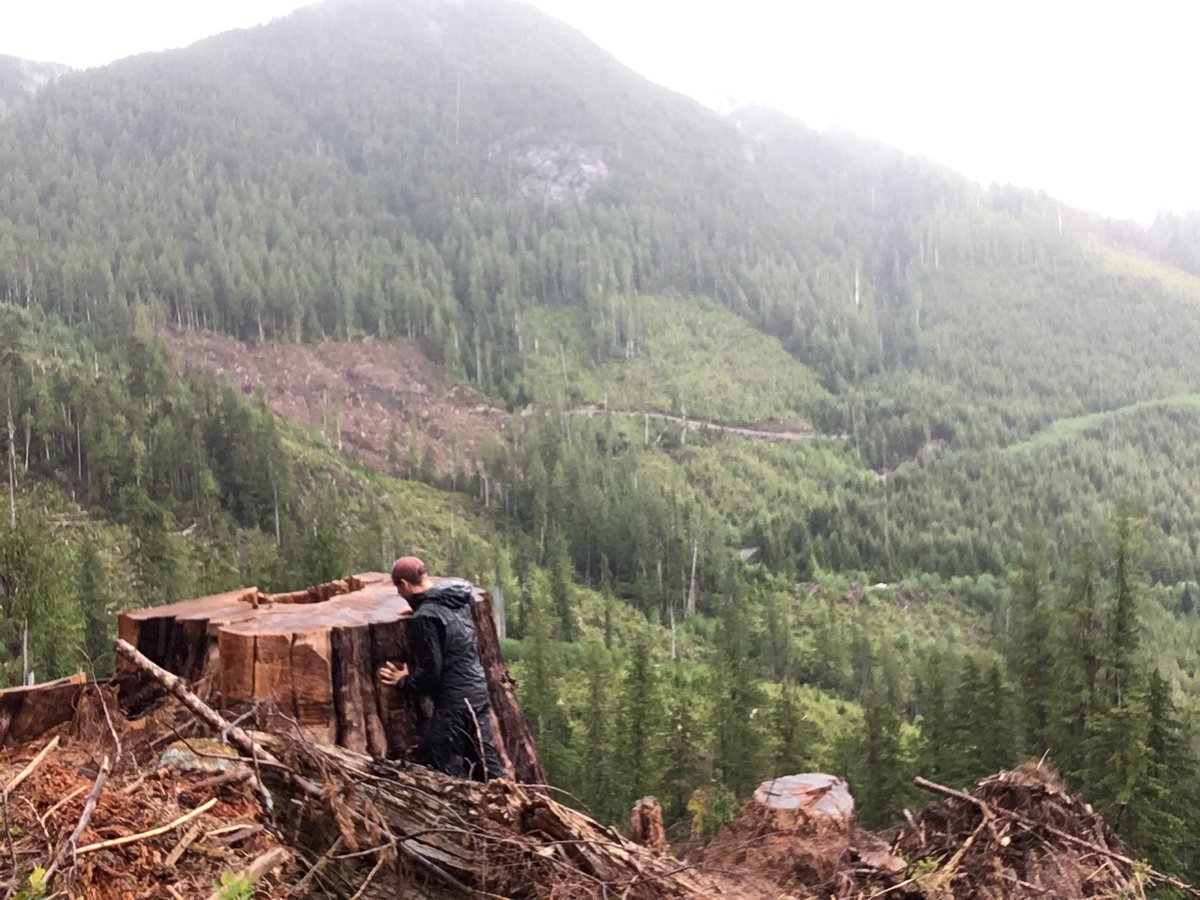 TorranceCoste's tweet photo. Heading out to the woods this long weekend?
Don't forget that despite its promises to protect old-growth, the @bcndp government still allows the destruction of thousands of hectares of endangered forests in BC.
Learn more and get involved:
https://t.co/xGu9rHQPa1 #bcpoli https://t.co/3qdIC9nzhp