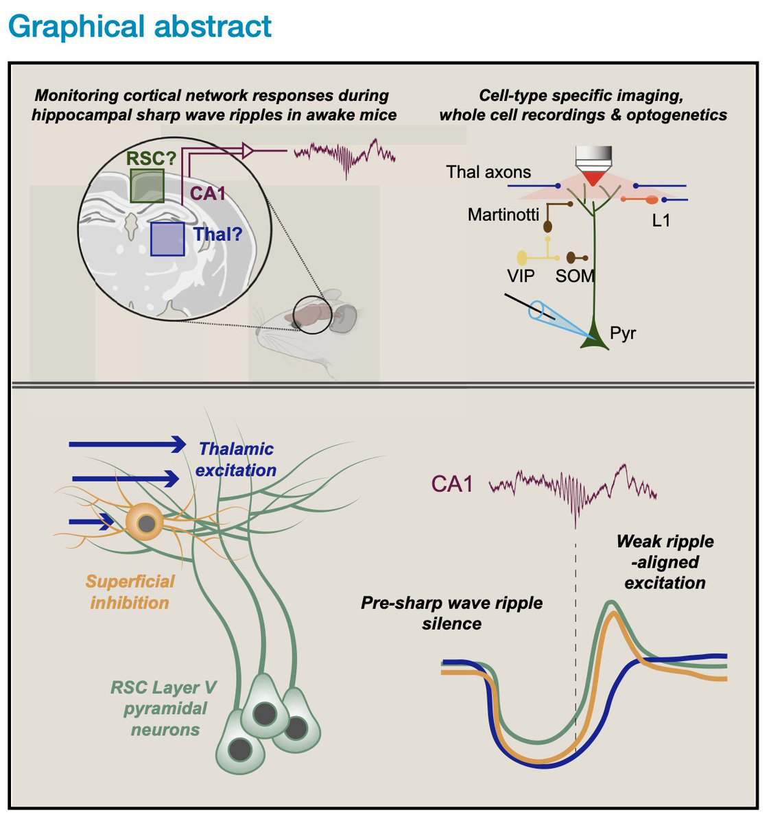 Patching neurons in awake mice, we found that synaptic responses in retrosplenial cortex during sharp wave ripples are widespread but modest. Just before ripples, local inhibition and excitatory input goes quiet, making those small messages stand out more. cell.com/cell-reports/f…