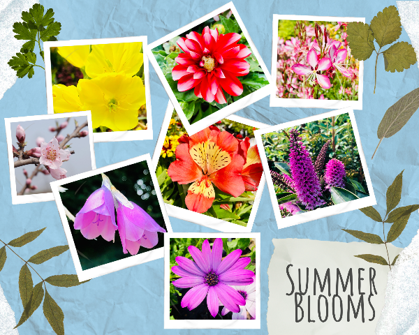 bow_gc's tweet photo. Unwind in your dream Summer garden 😌  - https://t.co/5VK86KpOua https://t.co/Et2h6fX3zP
