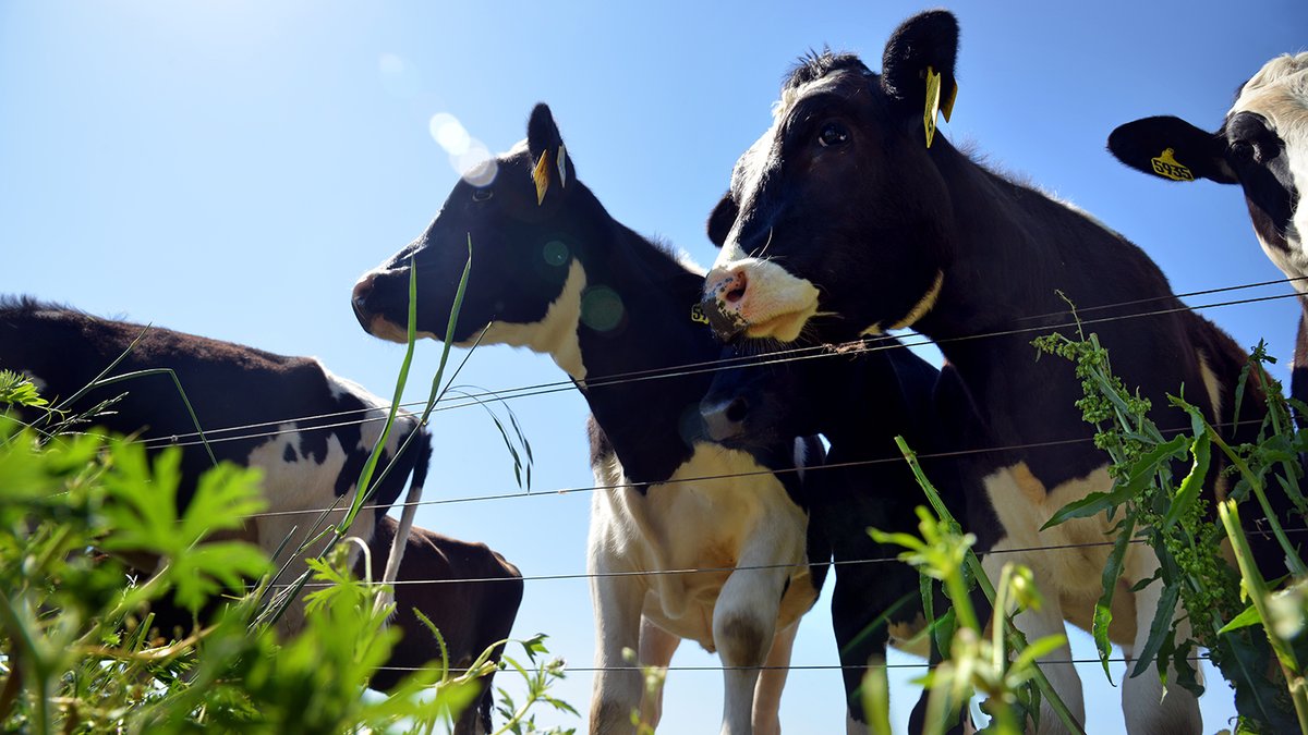 Assistant Professor Alejandro Gutierrez-Li and his collaborators were recently awarded a grant by the Sustainable Agriculture Research and Education program to investigate the costs and benefits of automatic milking systems. #AgEcon #NCState

Read more: cals.ncsu.edu/agricultural-a…
