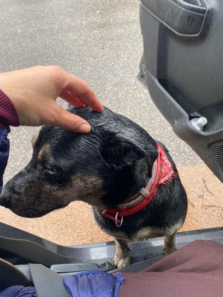 emekavoces's tweet photo. 🇺🇾#RedMascotera Esta belleza fue encontrada asustada y perdida bajo la lluvia hoy en calle Federico García Lorca, parada 23 de la Brava (Punta del Este). Les agradezco si pueden compartir para ver si encontramos a sus dueños!
📲La persona que la tiene está en el 098259707 https://t.co/QL4EI6vWxu