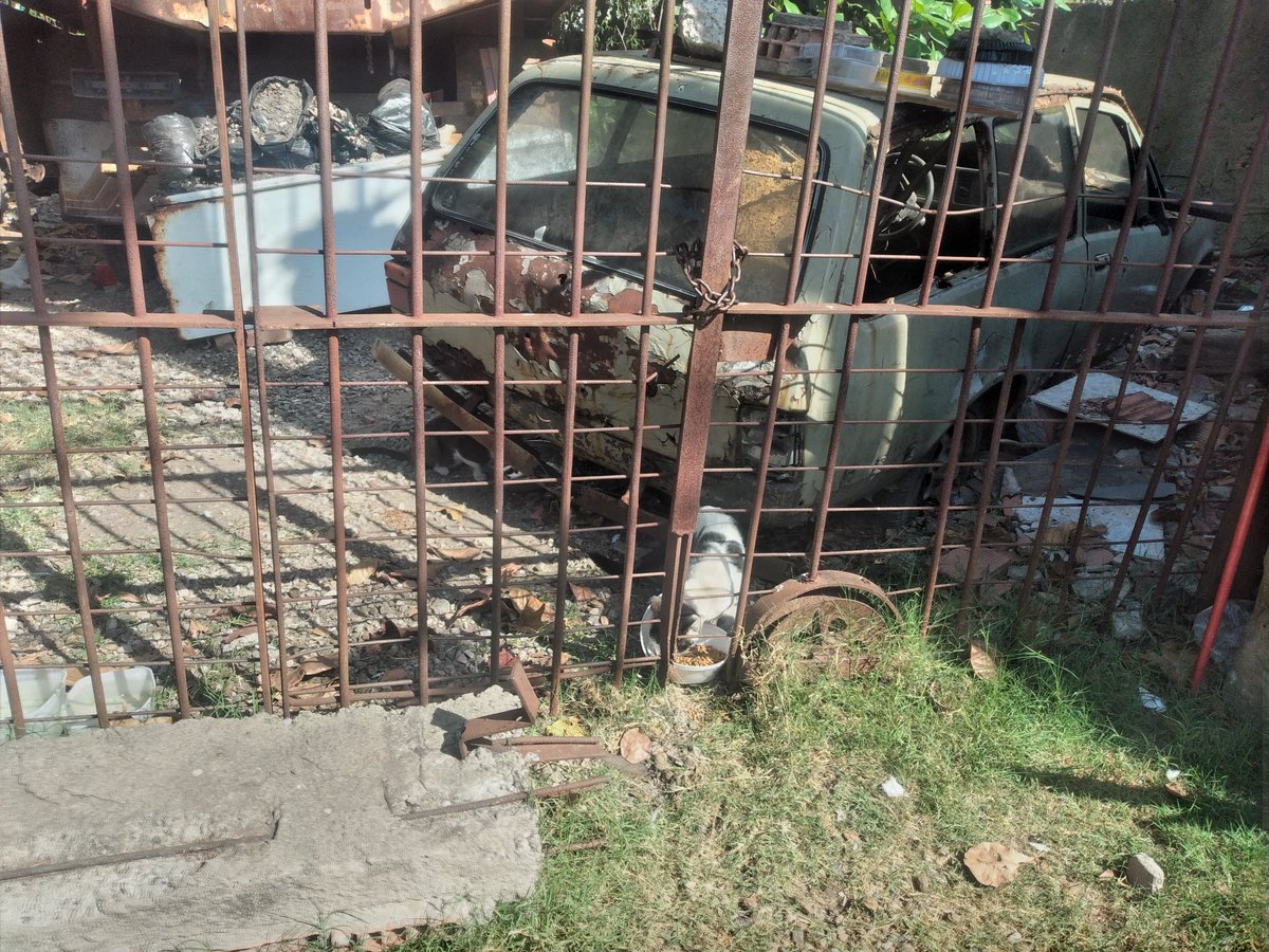 hellenaeduarda9's tweet photo. Atenção #BentoRibeiro #prefeitoBentoRibeiro #BentoRibeiro #suipa #proteçãodeanimais #luisamel
Em Bento Ribeiro perto da praça Managua existe essa casa caindo aos Pedaços cheias de gatos próprios moradores do bairro dão comida a eles , Só que eles estão se multiplicando https://t.co/zmUg0fPSCP