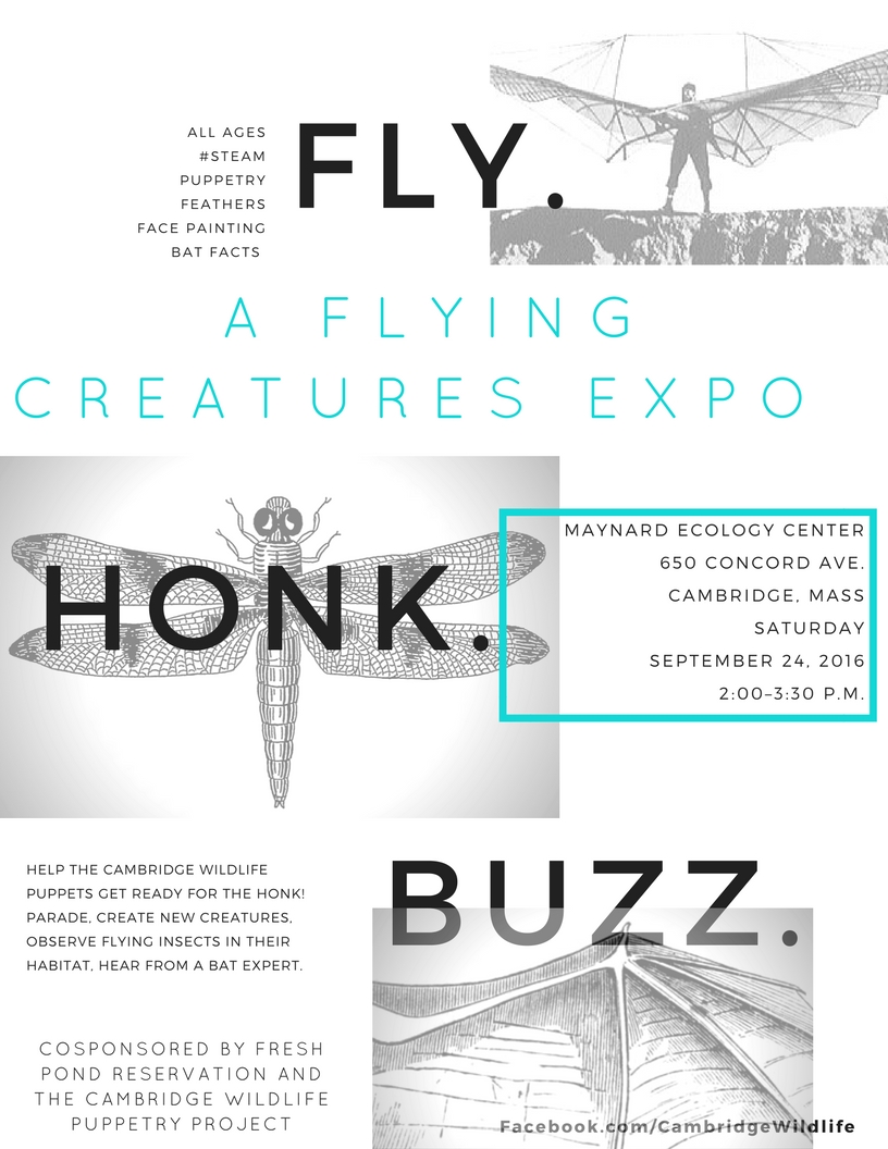 On Thurs. 8/4, bring kids to our Fly, Buzz, and Hop! Festival. When we started it in 2016, it was an "expo" and, true to Cambridge Wildlife Arts' origin as a Honk! marching group of giant critter puppets, the name for the event was Fly, Buzz, and Honk! #TBT #CambMA #kidsandnature