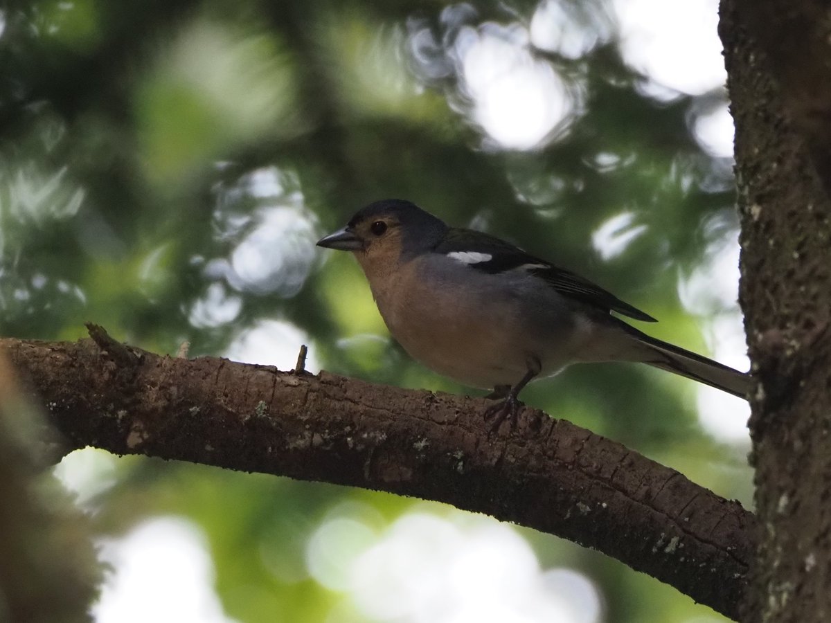 Sam O'Donnell tweet media