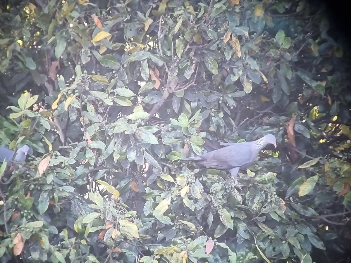 Sam O'Donnell tweet media