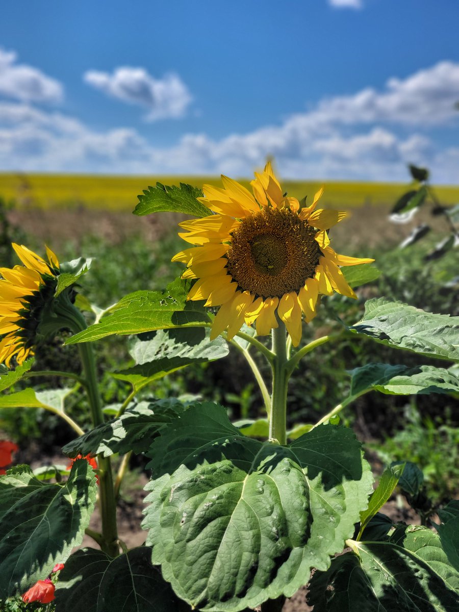 I hope all of the hard working farmers get a chance to relax this long weekend. 🌻
