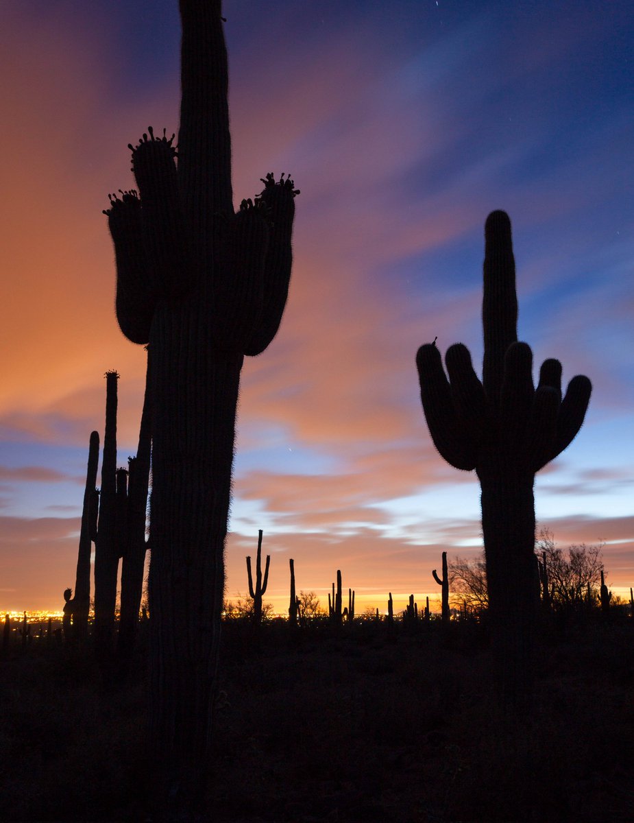 Desert twilight 

#arizona  #publiclands #southwest #earthcapture #twilight #sunset #landscapephotography #explore #az365 #findyourpark #saguaronps @BLMArizona @SaguaroNPS @azhighways @CanonUSAimaging @phoenixmagazine @12News